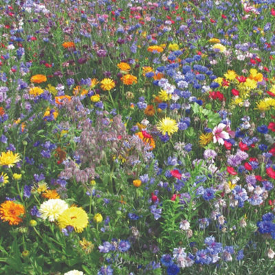 Thompson & Morgan Flower Seeds - Easy Annuals Mixed Seed Packet - Image 4