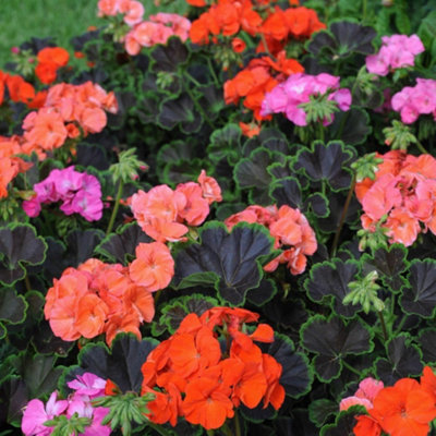 Thompson & Morgan Pelargonium Black Velvet Mix F1 SeedsDramatic Dark Foliage Red Rose & Salmon Flowers from B&Q