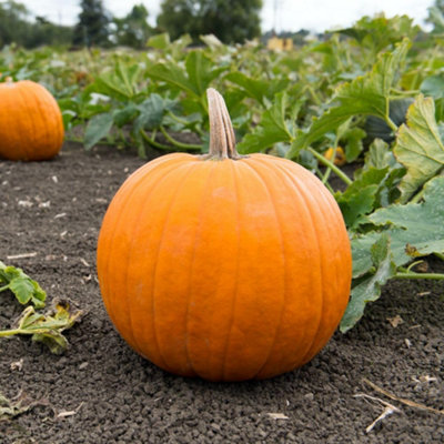 Thompson & Morgan - Pumpkin - Racer - Orange/Green - Halloween Carving - Image 4