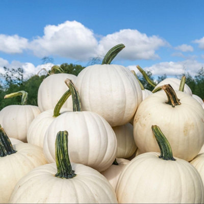 Thompson & Morgan Thompson And Morgan Pumpkin Snowman Seeds Pack - Image 4