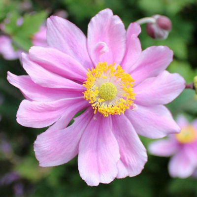 Thompson & Morgan Anemone X Hybrida Serenade 9Cm Potted Plant X 3 from B&Q