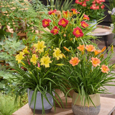 B&Q -  Hemerocallis Stella Trio 9Cm Potted PlantPack Of 3EvergreenOutdoor Garden Plant