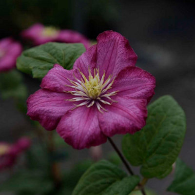 Clematis Ville De Lyon Large Flowered Climbing Plant Summer To Autumn 3X 7Cm Pot By Thompson & Morgan from B&Q