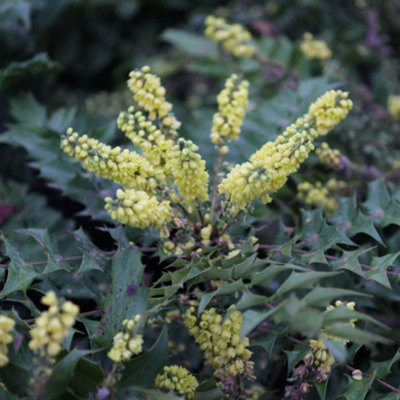 Thompson & Morgan Mahonia Japonica Hivernant 9Cm Potted Plant X 2 from B&Q