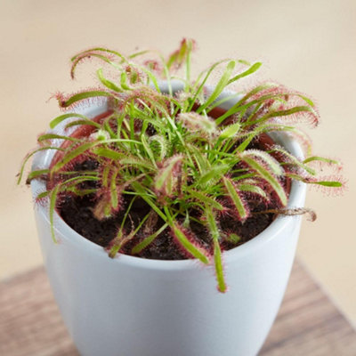 Thompson & Morgan Drosera Capensis Cape SundewHardy Carnivorous Perennial Houseplant Easy Grow Insect-Catcher (2X 9Cm Pots) from B&Q