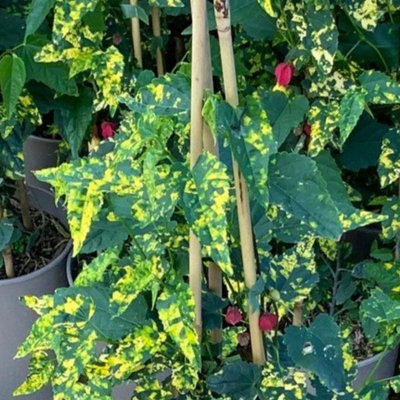 Thompson & Morgan Abutilon Megapotted Plantamicum Variegatum 3 Litre Potted Plant X 1 from B&Q