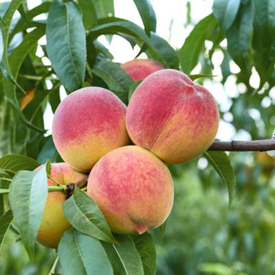 Thompson & Morgan Thompson And Morgan Peach Prunus Avalon Pride Patio Tree Pot 4L 2 Pack - Image 3