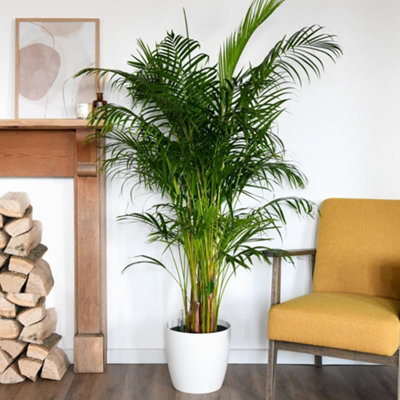 B&Q -  Dypsis Lutescens Bamboo PalmElegant Indoor Houseplant Low Maintenance Air-Purifying 9Cm Pot (4 Pack)