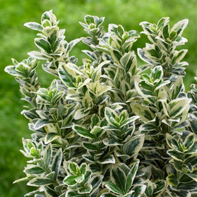 Thompson & Morgan Euonymus Japonicus White Spire 3 Litre Potted Plant X 1 from B&Q