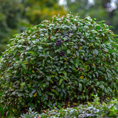 Thompson & Morgan Ligustrum Vulgare (Hedging) 5 Litre Potted Plant X 2 from B&Q