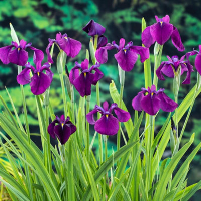 Thompson & Morgan Iris Ensata (Kaempferi) Variegata 9Cm Potted Plant X 1 from B&Q