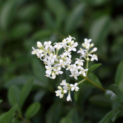 Thompson & Morgan Ligustrum Vulgaris Liga 9Cm Potted Plant X 3 from B&Q