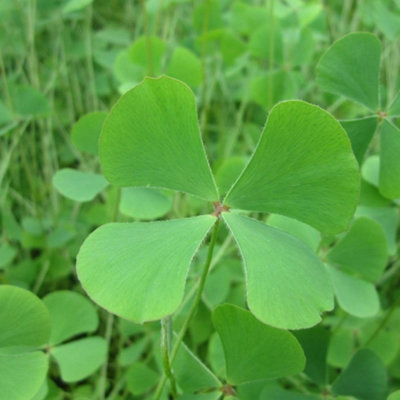 Thompson & Morgan Marsilea Quadrifolia 11Cm Basket X 1 from B&Q