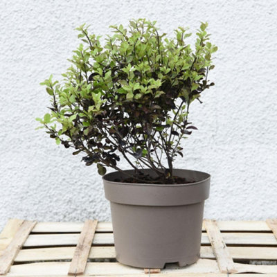 Thompson & Morgan Pittosporum Ten. Tom Thumb 9Cm Potted Plant X 5 from B&Q