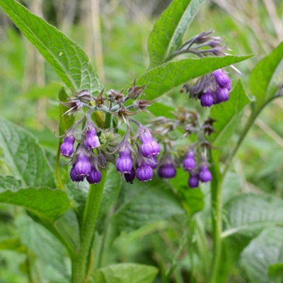 B&Q -  Symphytum Officinale 9Cm Potted Plant X 3