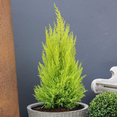 Thompson & Morgan - Cypress Goldcrest Plant - 10.5cm - 6 Pack - Green - Image 3