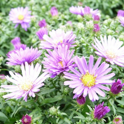 Thompson & Morgan Aster Samoa 9Cm Potted Plant X 2 from B&Q