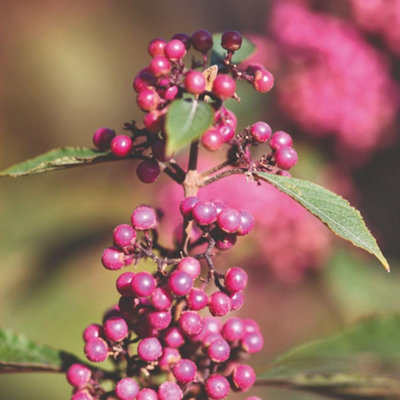 Thompson & Morgan Callicarpa Bodinieri Profusion 9Cm Potted Plant X 2 from B&Q