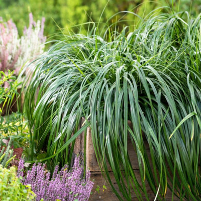 Thompson & Morgan Thompson And Morgan Carex Ribbon Falls Plant Pot 9Cm 2 Pack - Image 5