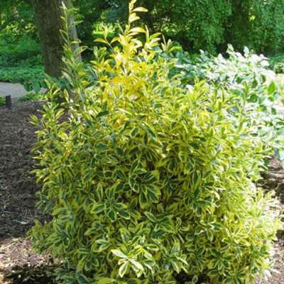 Thompson & Morgan Euonymus Japonicus Albomarginatus Evergreen Shrub Green 9cm Pot - Image 4