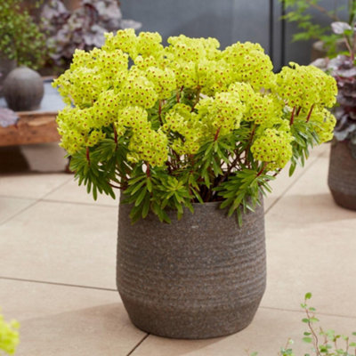 B&Q -  Euphorbia Martinii Walbertons Ruby Glow 9Cm Potted Plant X 3