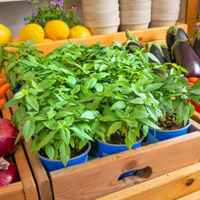 Thompson & Morgan Basil Basilicious Thai-Zing F1 Half-Hardy Annual Packet X 100 Seeds By T&M Size 1 B&Q