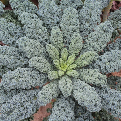 Thompson & Morgan Kale Eden F1 SeedsHardy Curly Tender Bolting Resistant Autumn/winter Harvest 25 Seeds from B&Q