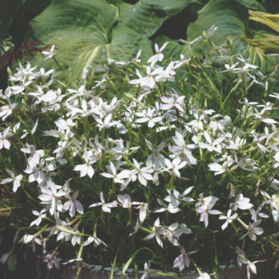 Thompson & Morgan Laurentia White F1 Hybrid Seeds Scented Star Blooms Long-Flowering Ideal For Containers Baskets Borders50 Seeds from B&Q