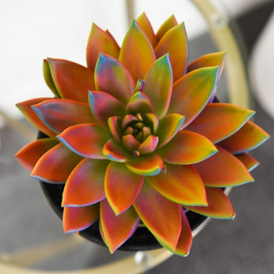 Echeveria Miranda Chameleon Painted Succulent Tender Perennial 12Cm Pot X 2 Plants By Thompson & Morgan from B&Q