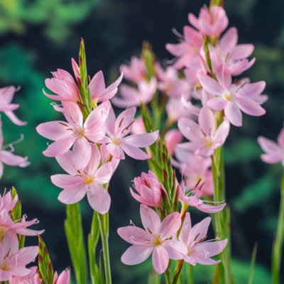 Thompson & Morgan Schizostylis Coccinea Mrs Hegarty 9Cm Potted Plant X 2 from B&Q