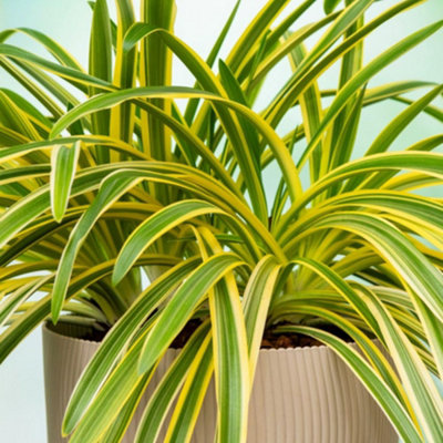B&Q -  Agapanthus Zambezi 2 Litre Potted Plant X 2