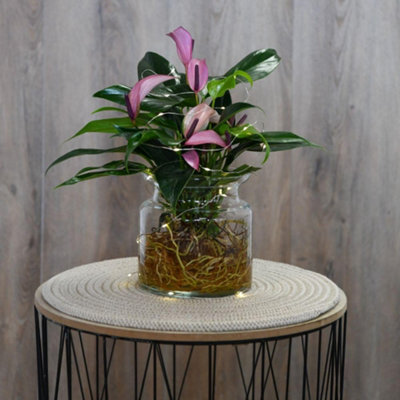 Thompson & Morgan Anthurium Aqua Mauve Zizou Plant In 12Cm PotHydroponic Houseplant With Glossy Foliage & Showy FlowersEasy Grow Gift from B&Q