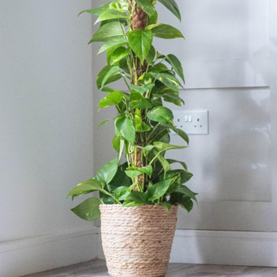 Thompson & Morgan Epipremnum Aureum Devil S IvyGolden Streaked Air Purifying Houseplant Climber In 12Cm Pot from B&Q