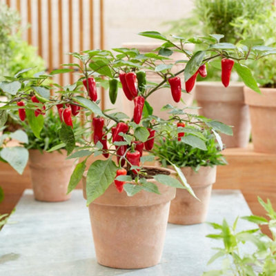 B&Q -  Chilli Pepper Baby Jalapeno SeedsCompact Patio/greenhouse Mildly Hot High-Yielding 1X Seed Packet