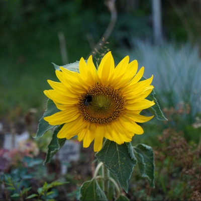 B&Q - Sunflower SunspotDwarf Golden Yellow Giant Blooms For Pots & BordersThompson & Morgan