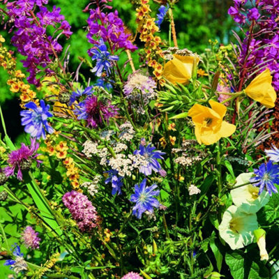 Wildflower Meadowland Mixture Seed5 Packets For A Beautiful Garden DisplayThompson & Morgan from B&Q