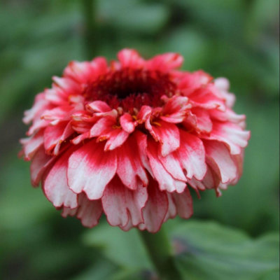 B&Q - Zinnia Zinderella Fizz Seed Pack Raspberry Red & White Frothy BloomsHardy Annual For Borders/cuttingThompson & Morgan