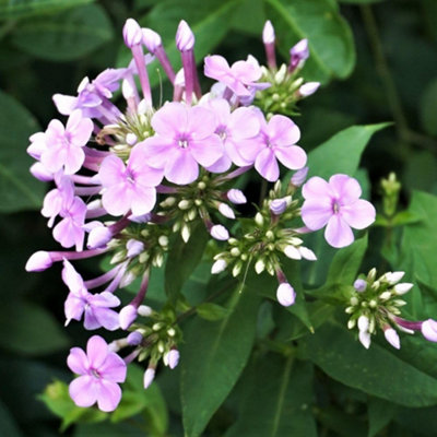 Thompson & Morgan Phlox Paniculata Blue Boy Plant - Mauve-Blue - 9cm Pot - Image 4