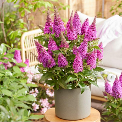 Thompson & Morgan - Buddleja Butterfly Candy Little Cerise - Dwarf Butterfly Bush - 3 Litre - Image 5