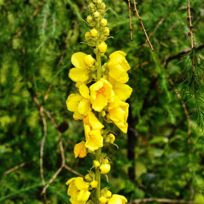 Thompson & Morgan Verbascum Olympicum 9Cm Potted Plant X 2 from B&Q