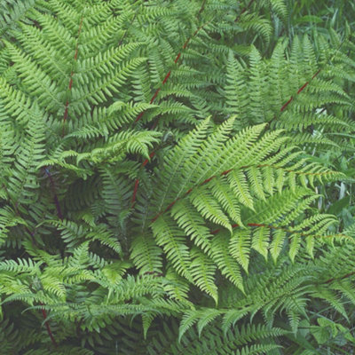 Thompson & Morgan Fern Athyrium Lady In Red 9Cm Potted Plant X 3 from B&Q