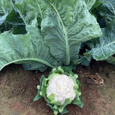 Thompson & Morgan Cauliflower Late Summer Collection3 PostiplugsDelicious Nutritious Garden Varieties from B&Q