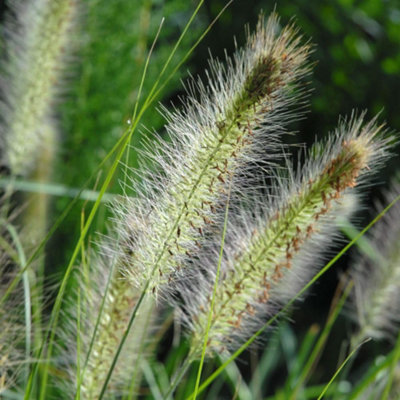 Thompson & Morgan Pennisetum Al. Hameln 12Cm Potted Plant X 2 from B&Q