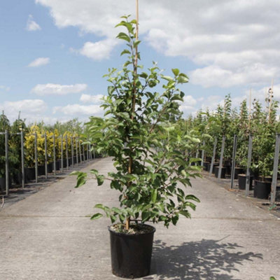 B&Q - Malus Evereste Crab Apple Tree Award-Winning Ornamental & Fruiting Tree For Gardens Low Stem 24Cm PotThompson & Morgan