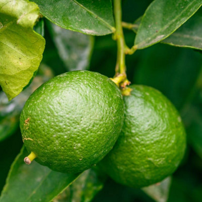 Thompson & Morgan Key Lime Tree (Citrus Aurantifolia)5L Pot X 2Aromatic Fruit For Cocktails & BakingHardy Citrus from B&Q