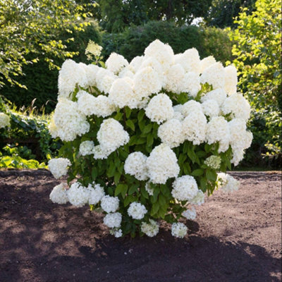 Hydrangea Paniculata Living Summer Snow Plant Pot 12Cm White/Light Thompson & Morgan - Image 4