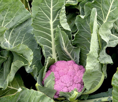 Suttons Seeds Cauliflower Depurple F1 1 X Seed Packet from B&Q