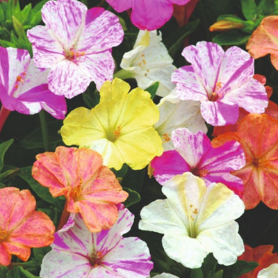 Thompson & Morgan Mirabilis Marbles MixVibrant Striped Trumpet Flowers Evening Fragrance Drought Tolerant Easy Grow Seeds from B&Q