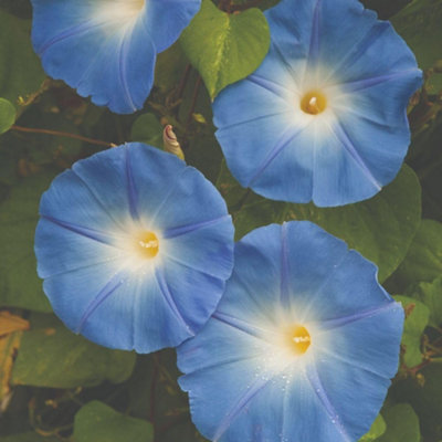 Thompson & Morgan Heavenly Blue Morning Glory Flower SeedsEasy Grow Climber Summer Blooms (1 Seed Packet) from B&Q
