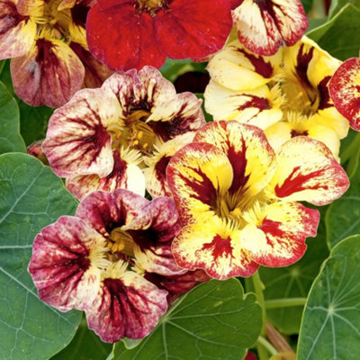 Thompson & Morgan Red Nasturtium Bloody Mary Seeds - Flowers Edible Leaves Pollinator Friendly Hardy Annual